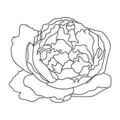 Peony flower, line art. Vector illustration. Isolated on a white background. Hand drawing. Sketch. For attachments, postcards, tattoos, decor.