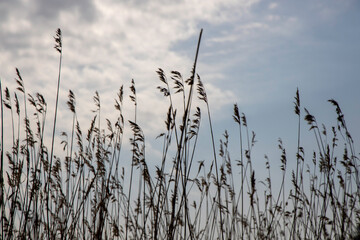 Obraz premium reeds and cloudy sky