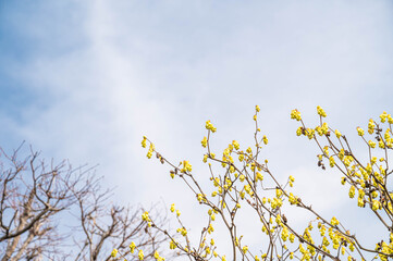 花咲くトサミズキの木