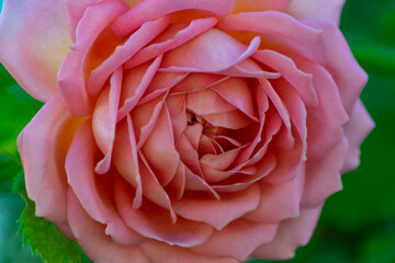 Vibrant beautiful pink rose macro