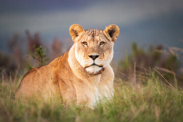 A single female lion in South Africa lying in the grass.