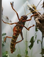 grasshopper on a leaf