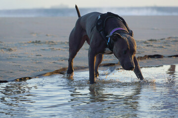 pit bull dog on the beach in the late afternoon in Niterói in Rio de Janeiro. Sunny day