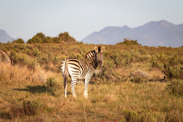Fototapeta na wymiar Cape Mountain Zebra at sunrise.