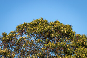 Obraz premium African Weeping wattle.