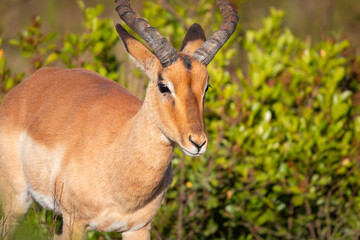 Male impala antelope.