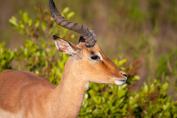 Male impala antelope.
