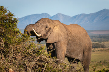 Elephant in South Africa.