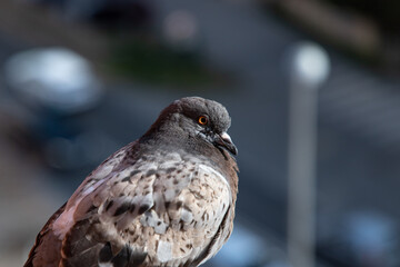 A pigeon calmly watching what is happening in the city
