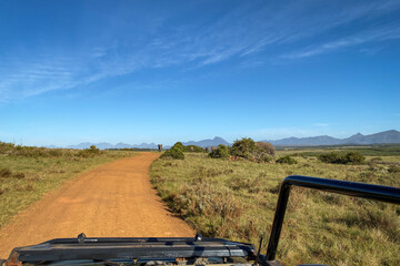 Elephants at wilderness area in South Africa.