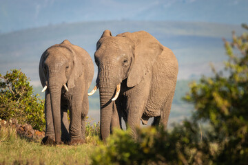 Elephants in South Africa.