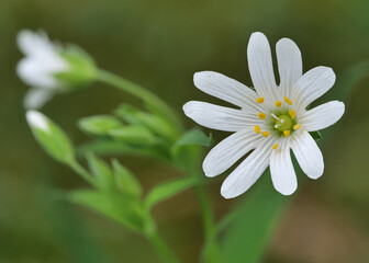 sternmiere, stellaria, wei&szlig;e bl&uuml;te und knospe im fr&uuml;hling, hintergrund gr&uuml;n