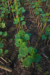 Cucumis sativus garden in Panama. Food, ecology and agriculture concepts