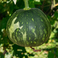 Highly consumed tropical fruit in Central America called: ahuyama