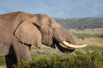 Eating elefant in South Africa.