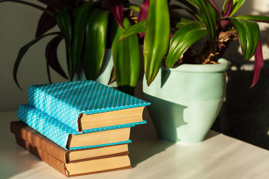 Distance home education: pile of books in colorful covers and Rhoeo plant Tradescantia in blue ceramic pots on a white table.