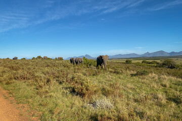 Fototapeta na wymiar Elephants at wilderness area in South Africa.