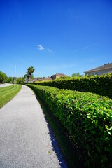 Green Ivy wall of a Florida community	
