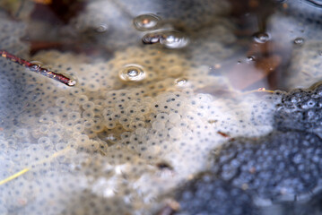 Spawn swimming in pond at Zurich, Switzerland. Photo taken March 27th, 2021.
