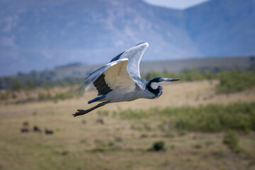 Black headed heron in flight.