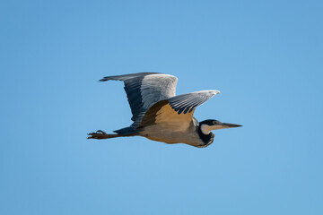 Black headed heron in flight.