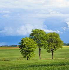 Green field of trees