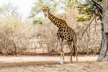 Bandia, Senegal, July 16, 2014, Giraffe in the Bandia reserve