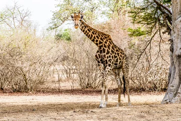 Foto op Aluminium Bandia, Senegal, July 16, 2014, Giraffe in the Bandia reserve © JeanMarc