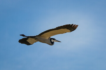 Obraz premium Black headed heron in flight.