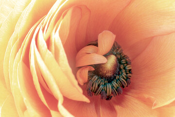 the middle and petals of the peony flower. macro photography