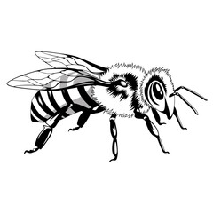 Black and white image of a bee on a white background.