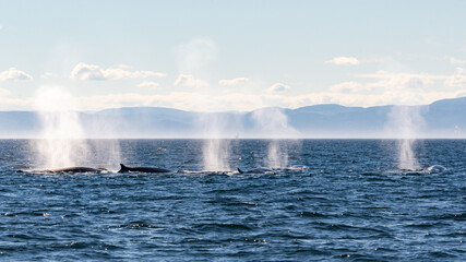 Baleines © Emmanuelle Arth
