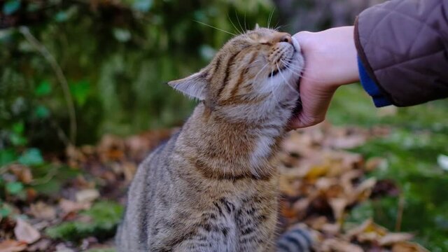A female hand caresses a tabby cat in the forest. Cute prety cat. Beautiful forest wildcat