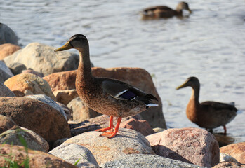 Wild ducks on lake for natural background