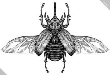 Engrave isolated rhinoceros beetle hand drawn graphic illustration © Turaev
