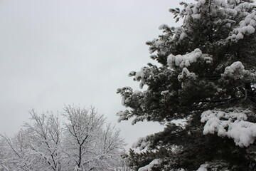 snow covered pine tree
