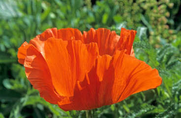 orange poppy flower. sun shining on petals. foliage background
