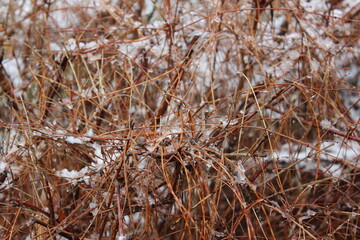 Fototapeta premium dried pine tree leaves