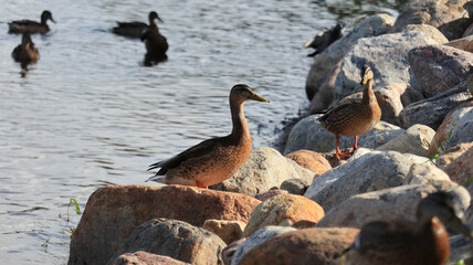 Wild ducks on lake for natural background