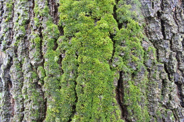 moss on tree bark