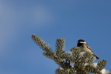Parus major, a bird sitting on a coniferous tree branch against a blue sky, place for text