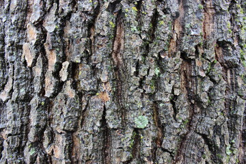 bark of a tree