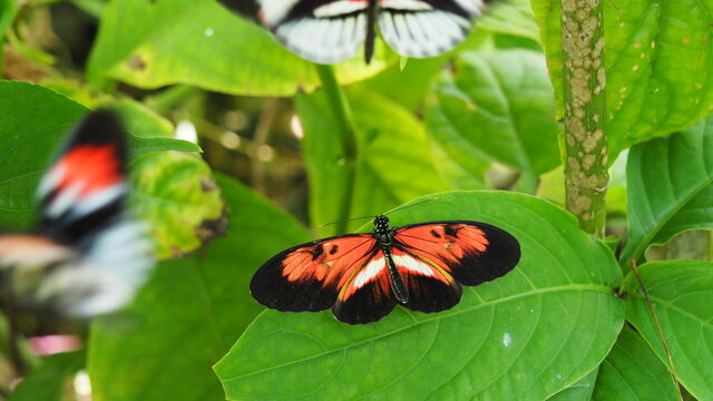 Crimson Patched Butterfly Also Known As Postman Butterfly With Open Wings On Leaf