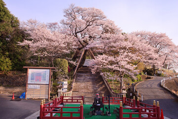 Fototapeta na wymiar 宇都宮市　慈光寺　赤門の桜