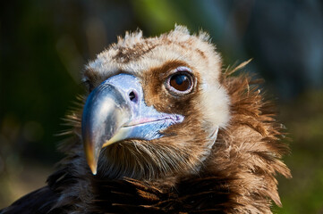 portrait of a vulture bird