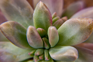 
green succulent plant, macro photo, black and white