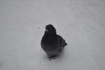 pigeon on the snow