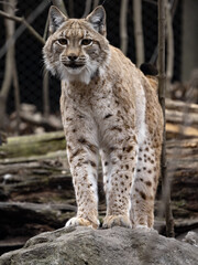 Naklejka na ściany i meble Adult Scandinavian Lynx, Lynx Lynx Lynx, stands on tribe and watches the surroundings