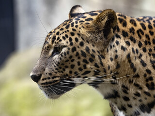 Portrait of a Sri Lanka Leopard, Panthera pardus kotiya, lying high on a trunk and observing the surroundings.