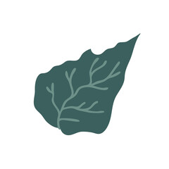 Leaf for elegant design, rustic design, botanical design, logo. Isolated on white background.